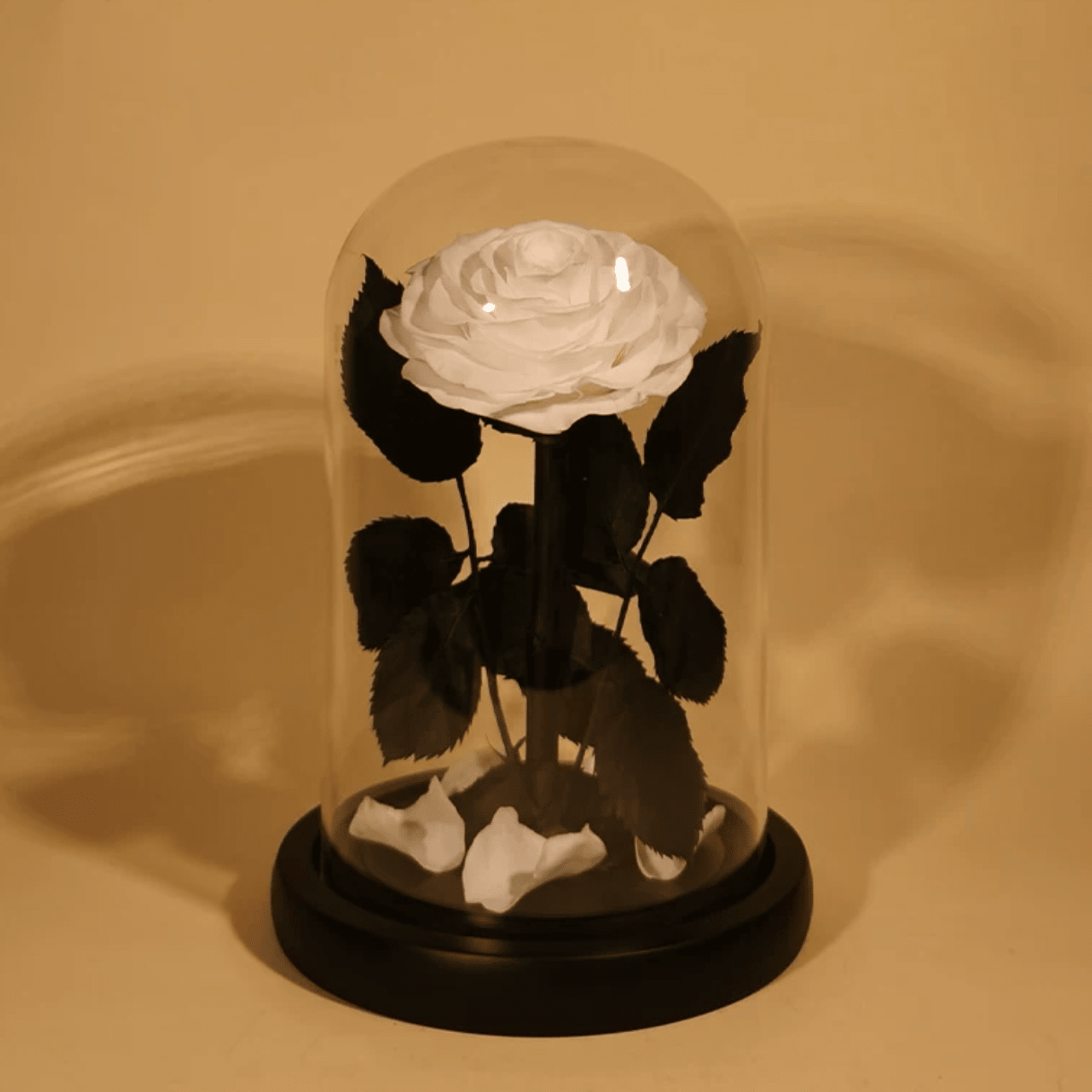 Rose Éternelle Sous Cloche pour un Amour Infini - Biloria
